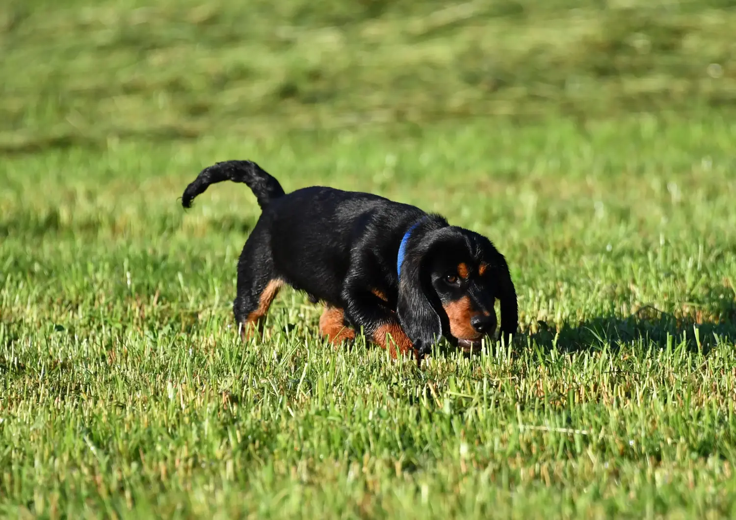 Comprar um cachorro Dachsbracke Alpino significa assumir a responsabilidade! Comprar cachorros Dachsbracke alpino.