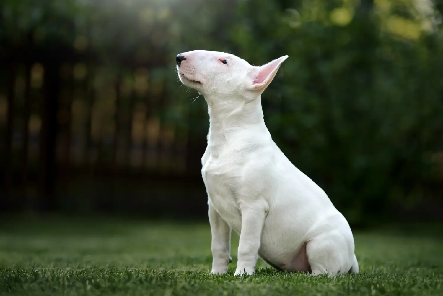 Comprar um cachorro Bull Terrier significa assumir a responsabilidade! Comprar cachorros Bull Terrier.