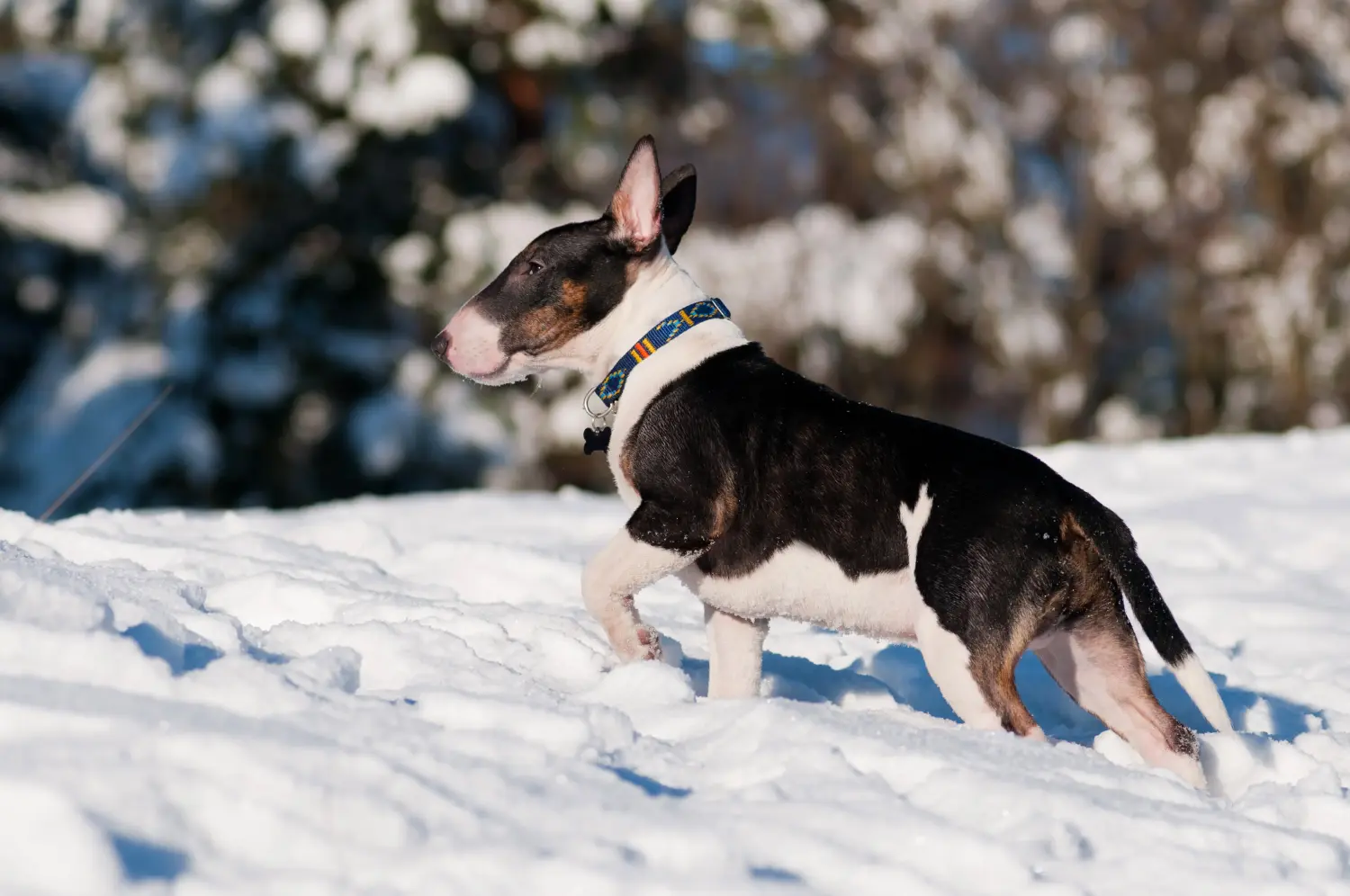 Comprar um cachorro Bull Terrier significa assumir a responsabilidade! Comprar cachorros Bull Terrier.