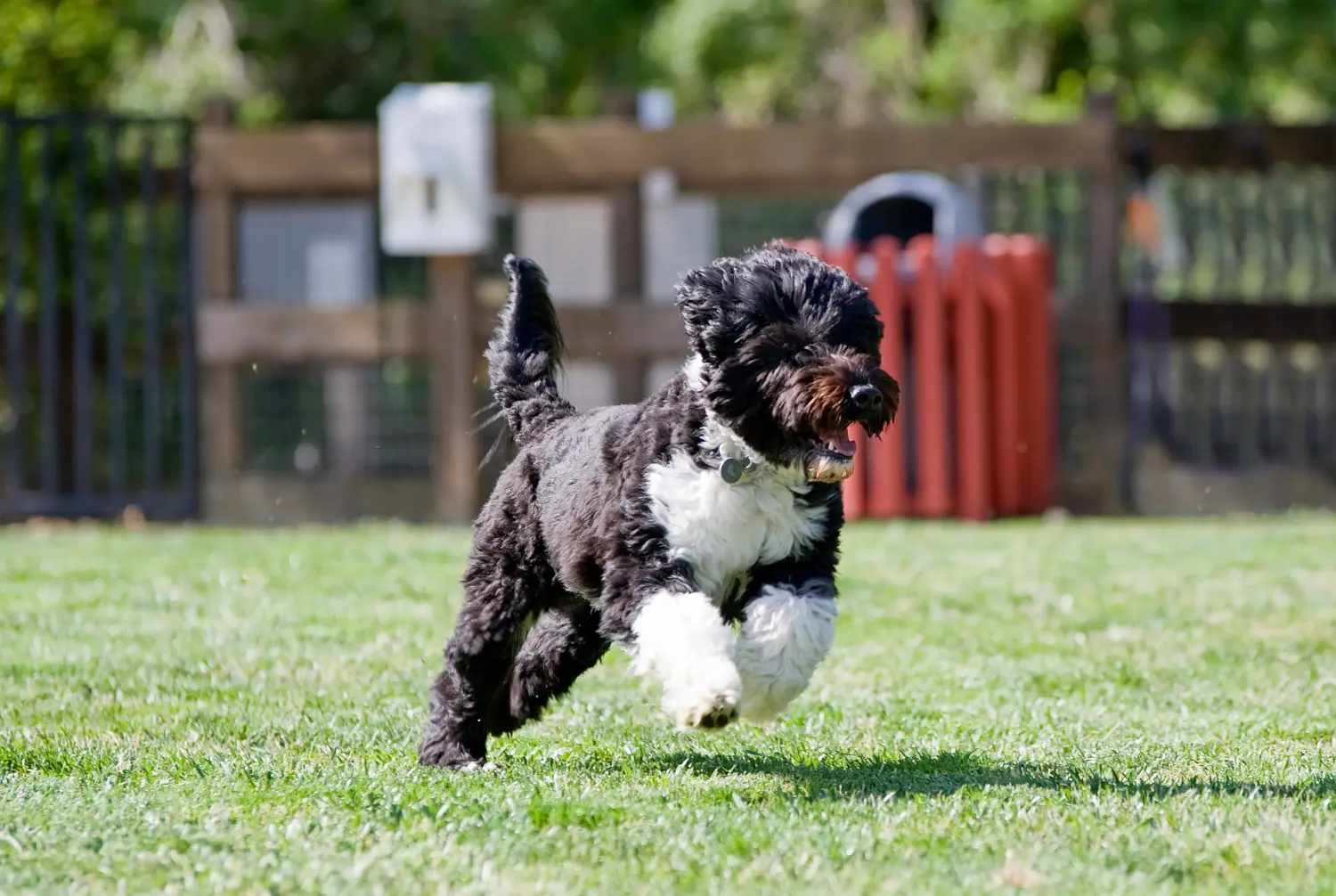 Comprar um cachorro Cão de Agua português significa assumir a responsabilidade! Comprar cachorros Cão de Agua português.
