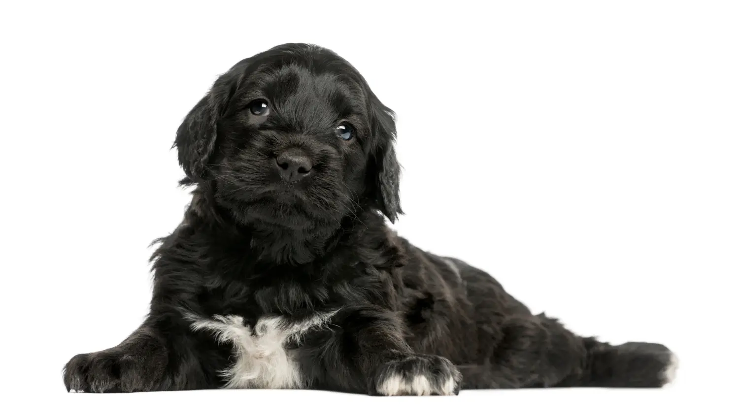 Comprar um cachorro Cão de Agua português significa assumir a responsabilidade! Comprar cachorros Cão de Agua português.