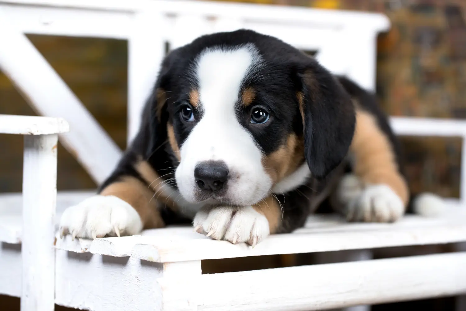 Comprar um cachorro Entlebuch Mountain Dog significa assumir a responsabilidade! Comprar cachorros do cão de montanha Entlebuch.