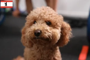 Read more about the article Criadores de Havapoo e cachorros em Berlim