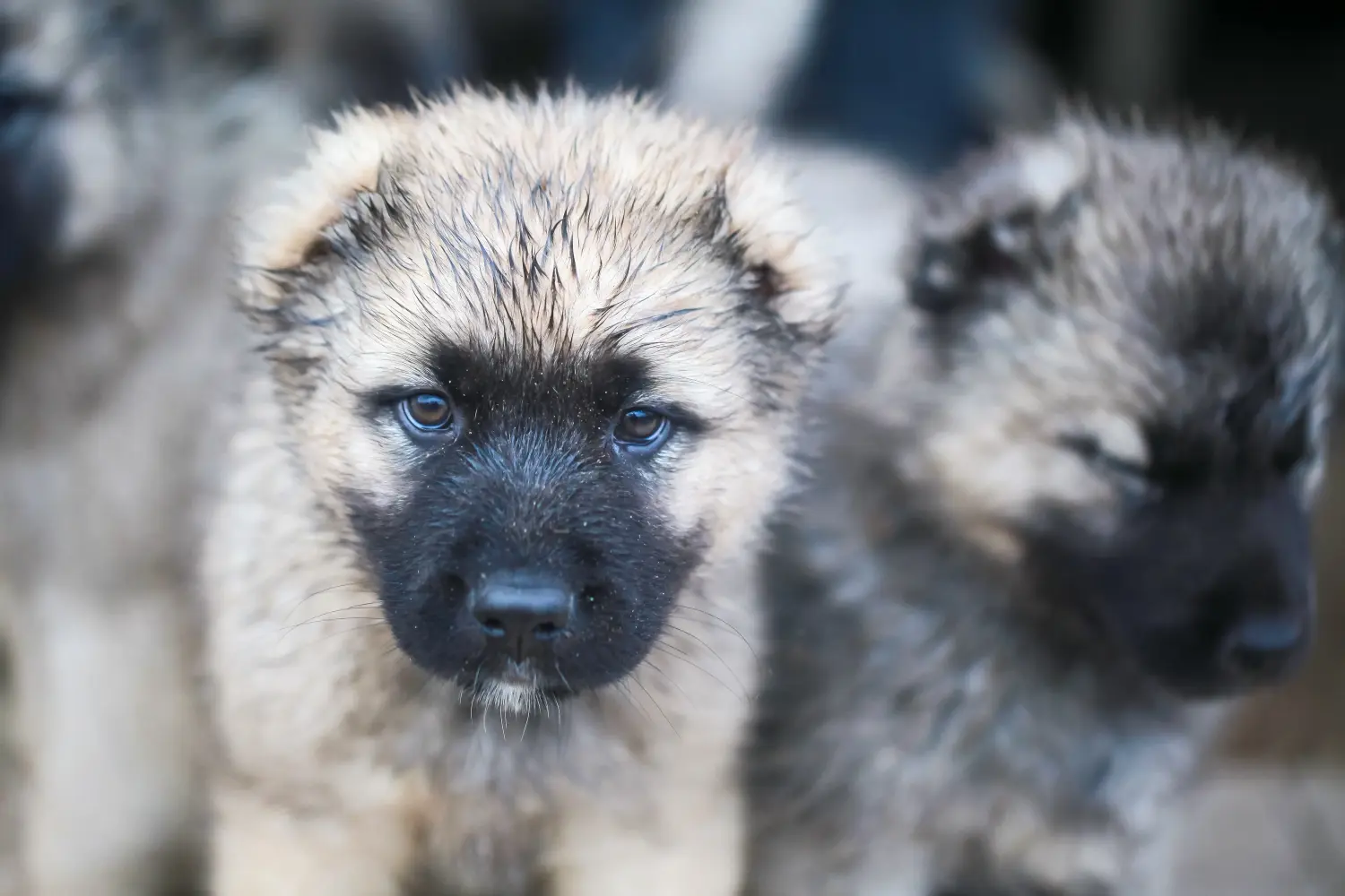 Comprar um cachorro pastor caucasiano significa assumir responsabilidades! Comprar cachorros de pastor caucasiano.