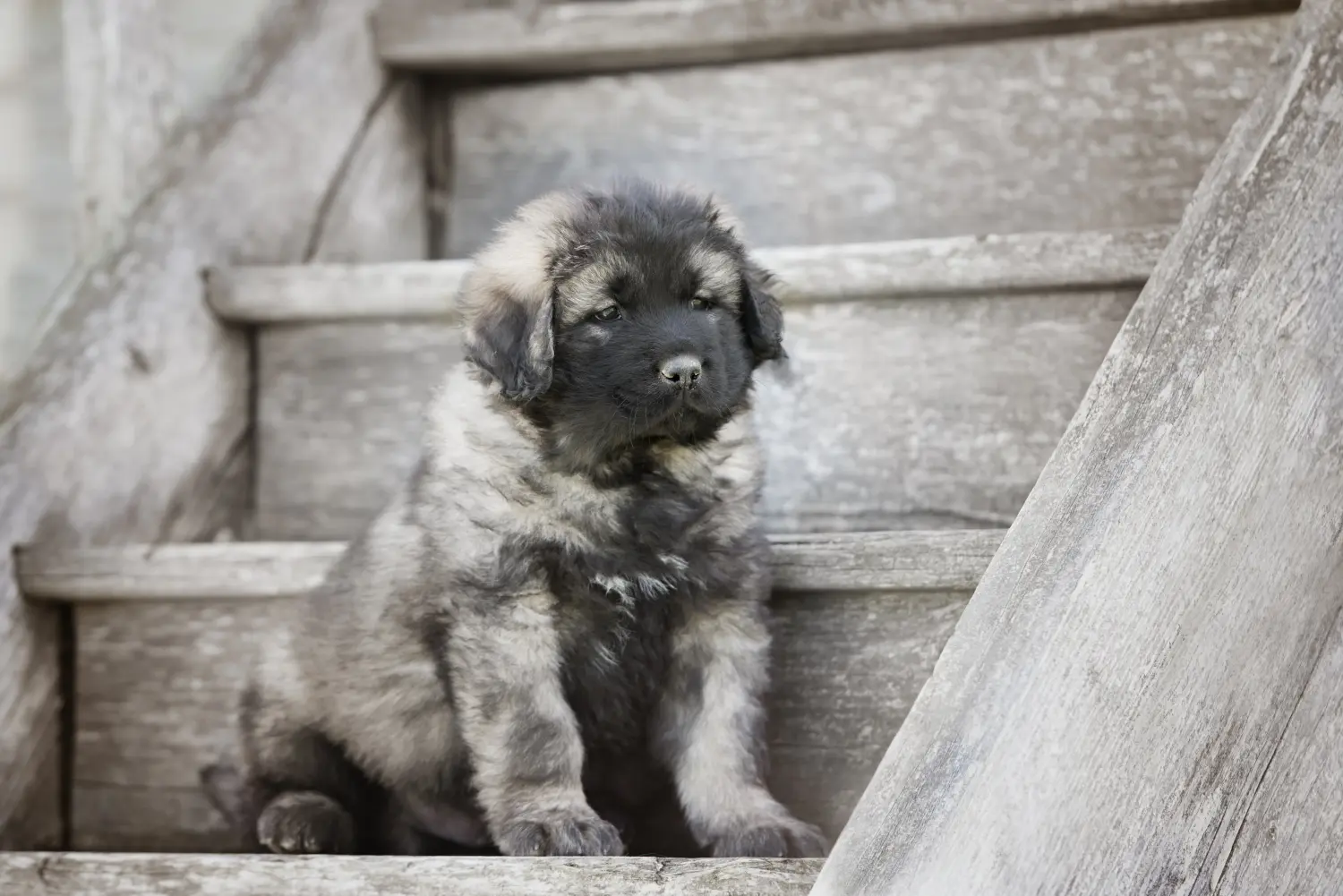 Comprar um cachorro pastor caucasiano significa assumir responsabilidades! Comprar cachorros de pastor caucasiano.