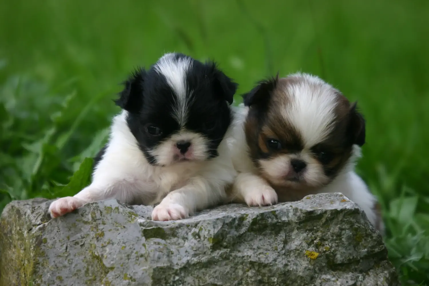 Comprar um cachorro Chinês do Japão significa assumir a responsabilidade! Comprar cachorros Chin do Japão.