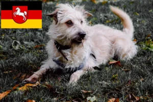 Read more about the article Irish Glen of Imaal Terrier criadores e cachorros na Baixa Saxónia