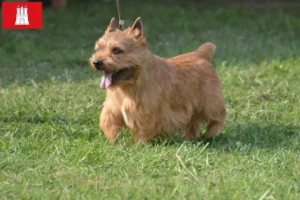 Read more about the article Irish Glen of Imaal Terrier criadores e cachorros em Hamburgo