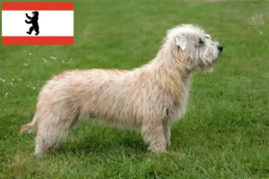 Read more about the article Irish Glen of Imaal Terrier criadores e cachorros em Berlim