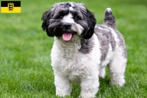 Read more about the article Criadores de Havapoo e cachorros em Baden-Württemberg