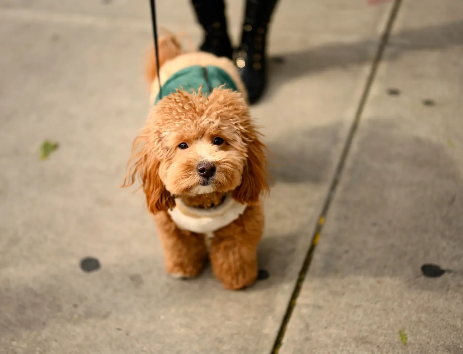Comprar um cachorro Havapoo significa assumir responsabilidades! Comprar cachorros Havapoo.
