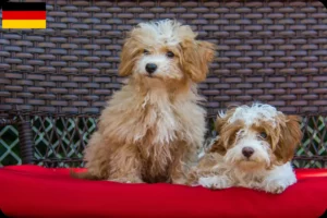 Read more about the article Criadores de Havapoo e cachorros na Alemanha