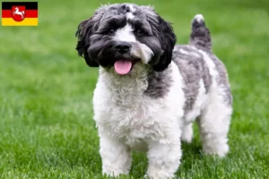 Read more about the article Criadores de Havapoo e cachorros na Baixa Saxónia