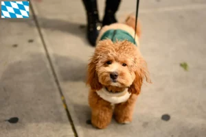 Read more about the article Criadores de Havapoo e cachorros em Bavaria