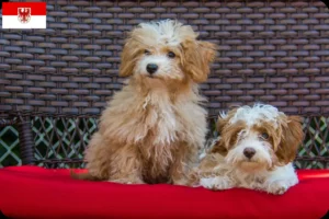 Read more about the article Criadores de Havapoo e cachorros em Brandenburg