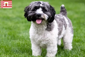 Read more about the article Criadores de Havapoo e cachorros em Bremen