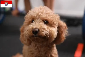 Read more about the article Criadores de Havapoo e cachorros em Hessen