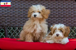 Read more about the article Criadores de Havapoo e cachorros em Mecklenburg-Vorpommern