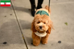 Read more about the article Criadores de Havapoo e cachorros em Renânia do Norte-Vestefália