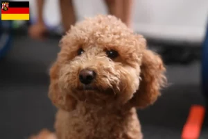 Read more about the article Criadores de Havapoo e cachorros em Renânia-Palatinado