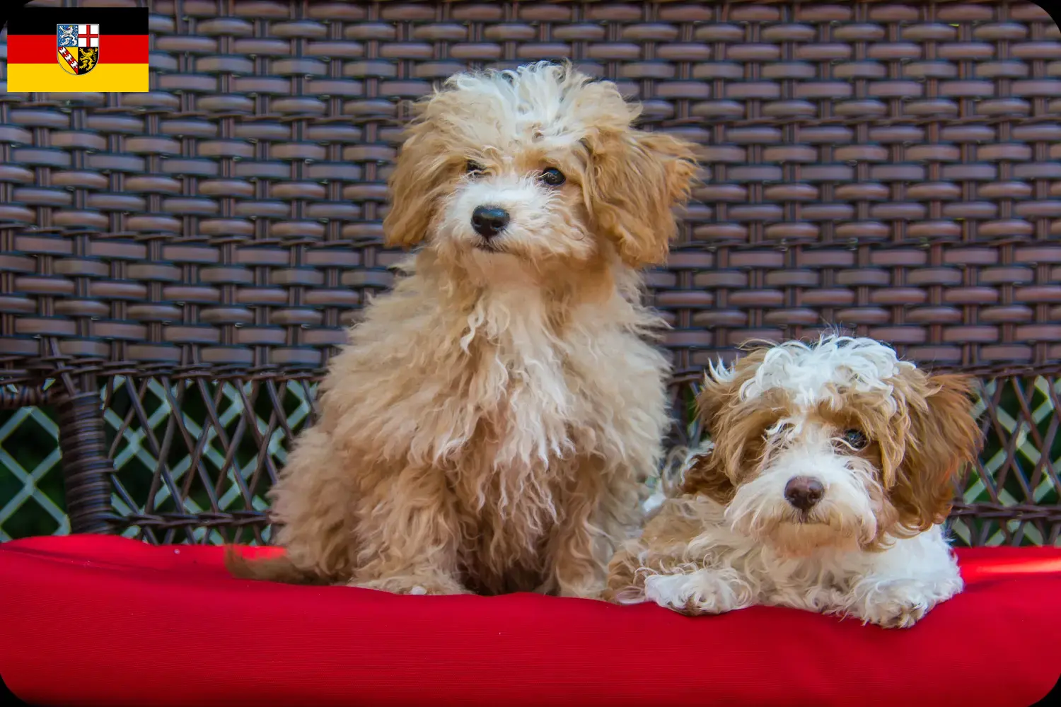 Havapoo cachorros e criadores Sarre Aqui pode encontrar criadores de Havapoos em Saarland.