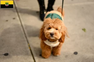 Read more about the article Criadores de Havapoo e cachorros em Saxónia-Anhalt