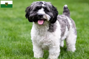 Read more about the article Criadores de Havapoo e cachorros em Saxónia