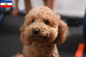 Read more about the article Criadores de Havapoo e cachorros em Schleswig-Holstein