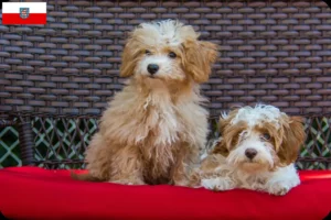 Read more about the article Criadores de Havapoo e cachorros em Thuringia