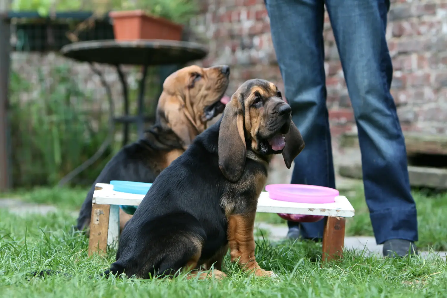 Comprar um cachorro Bloodhound significa assumir a responsabilidade! Comprar cachorros Bloodhound.