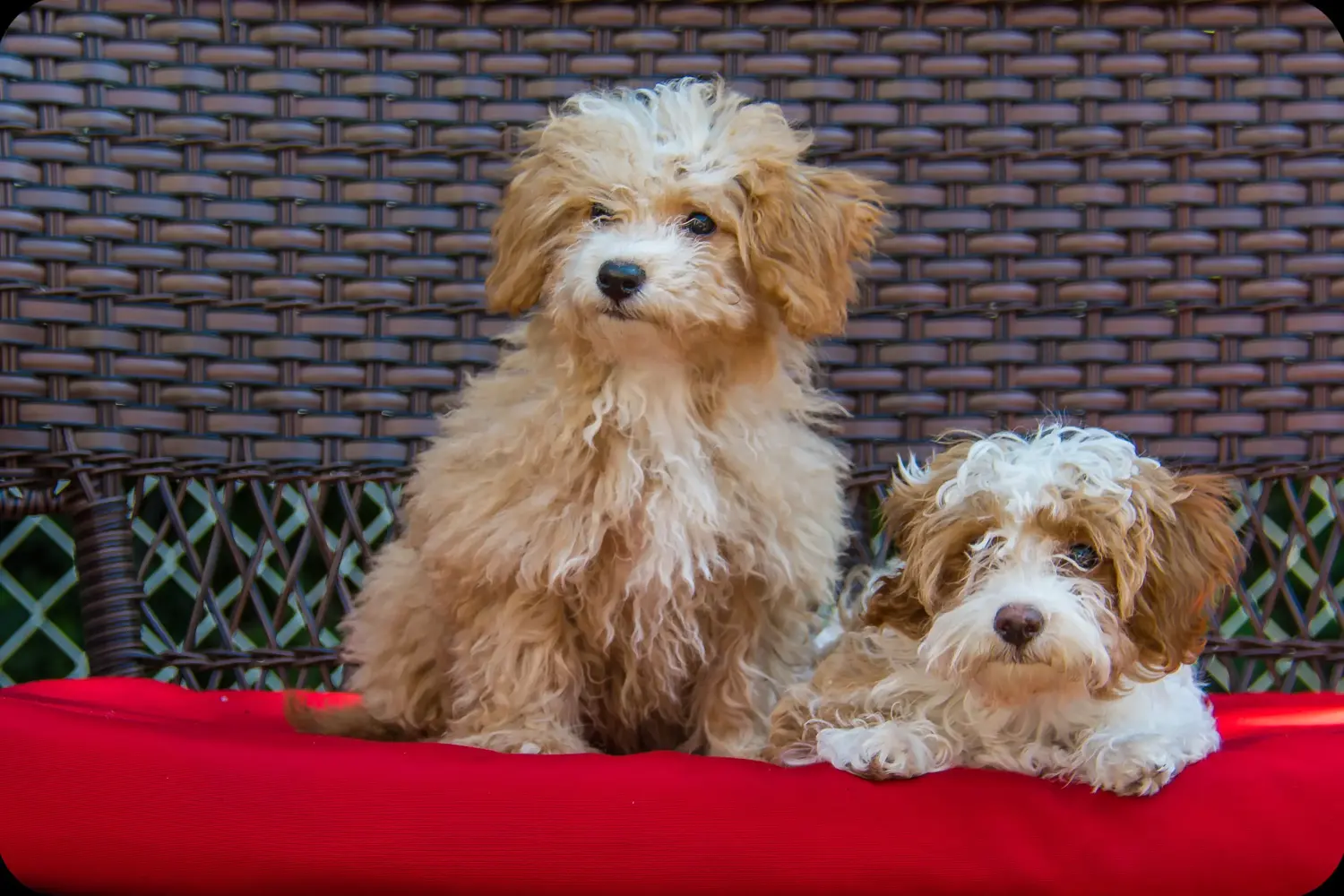 Comprar um cachorro Havapoo significa assumir responsabilidades! Comprar cachorros Havapoo.