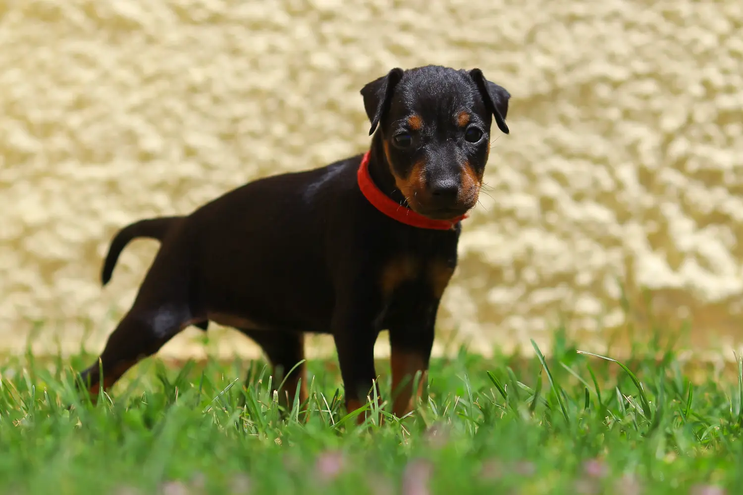 Comprar um cachorro Manchester Terrier significa assumir responsabilidades! Comprar cachorros de Manchester Terrier.
