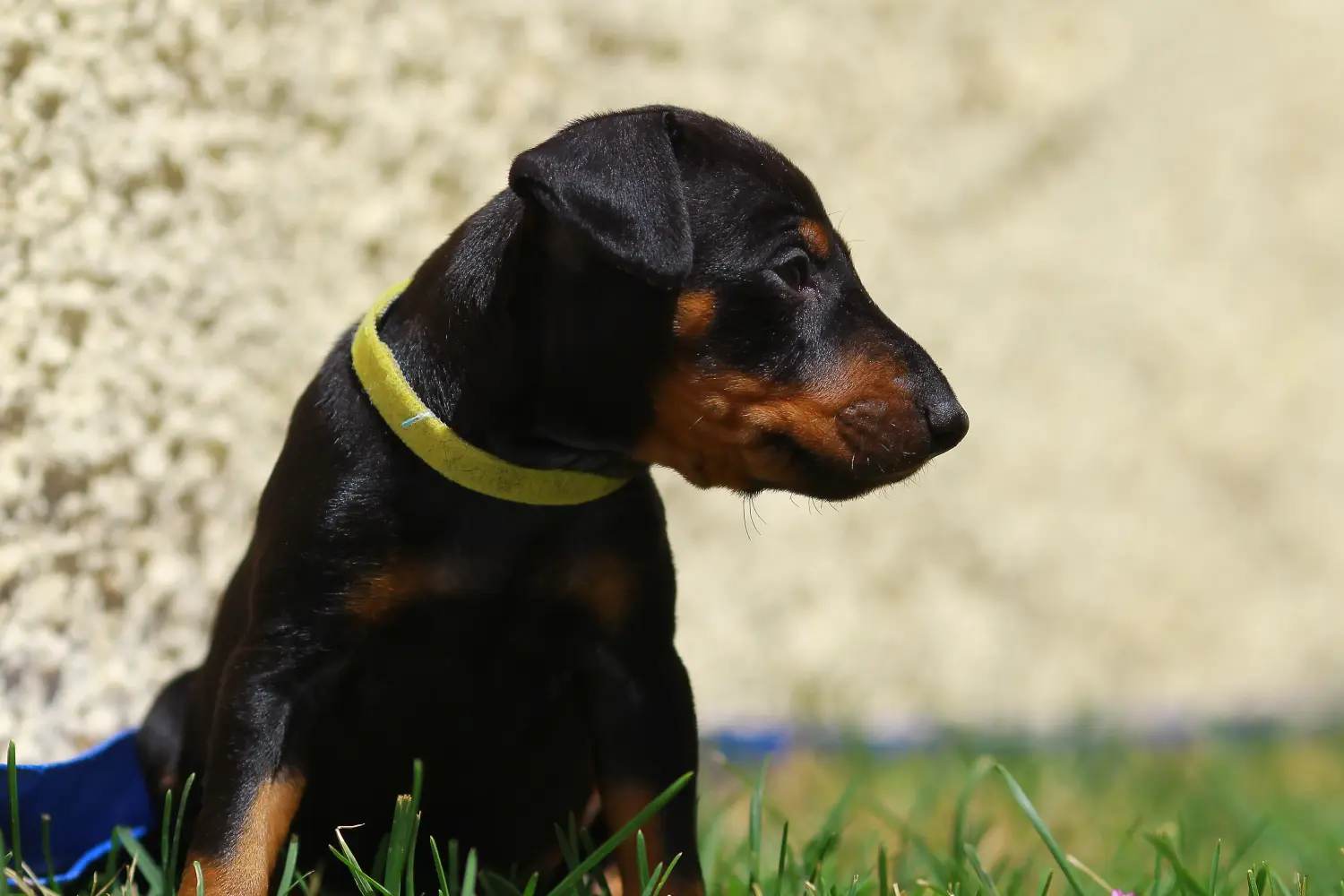 Comprar um cachorro Manchester Terrier significa assumir responsabilidades! Comprar cachorros de Manchester Terrier.
