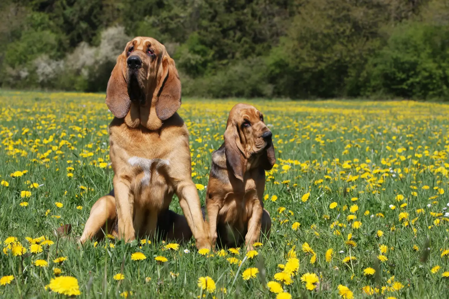 Comprar um cachorro Bloodhound significa assumir a responsabilidade! Comprar cachorros Bloodhound.