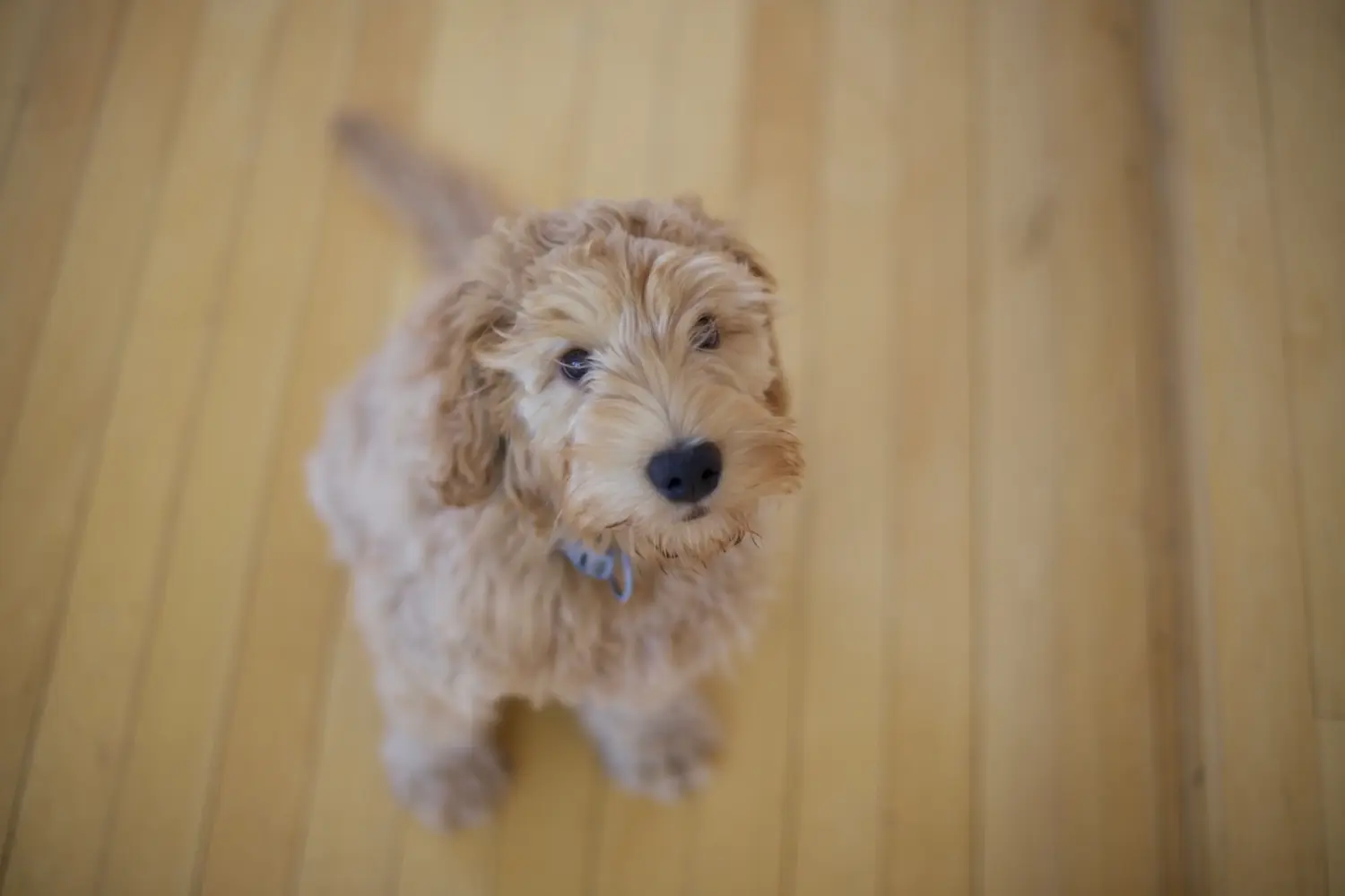 Comprar um cachorro Labradoodle significa assumir responsabilidades! Comprar cachorros Labradoodle.