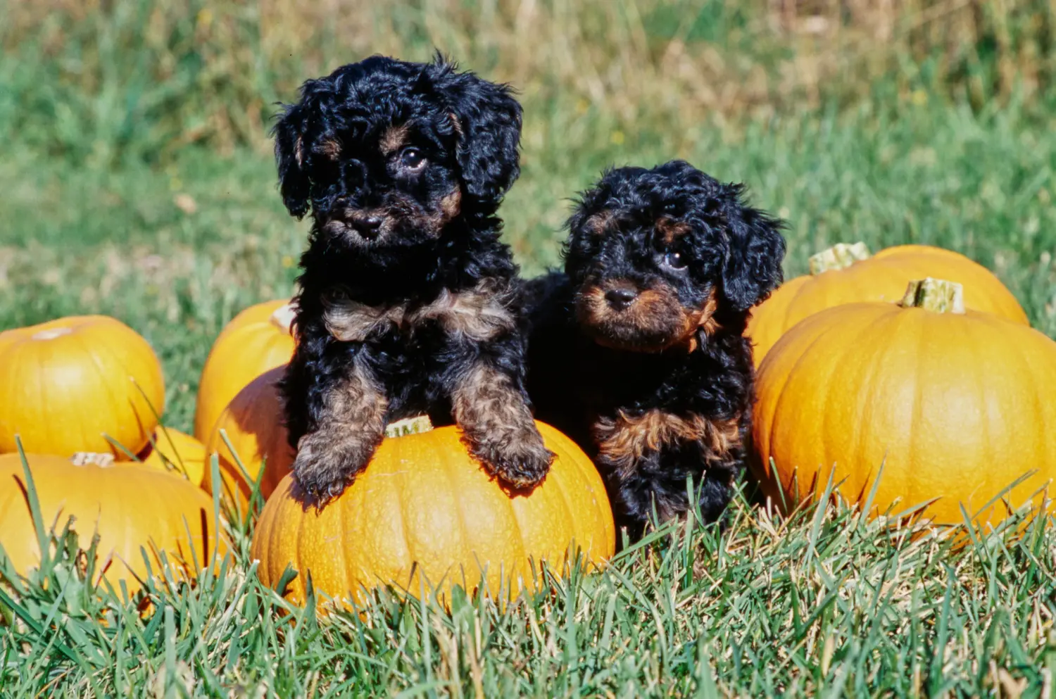 Comprar um cachorro Labradoodle significa assumir responsabilidades! Comprar cachorros Labradoodle.