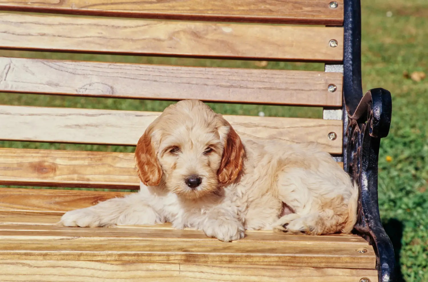 Comprar um cachorro Labradoodle significa assumir responsabilidades! Comprar cachorros Labradoodle.