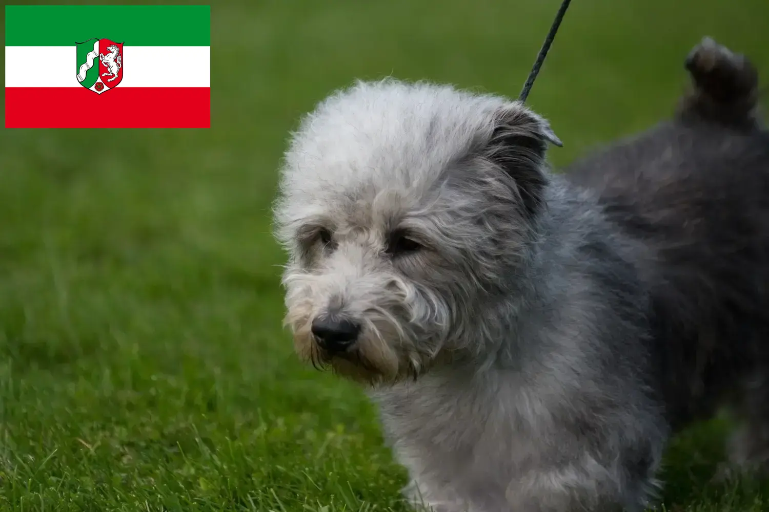 Irish Glen of Imaal Terrier cachorros e criadores Renânia do Norte-Vestefália Encontre aqui Irish Glen de criadores de Imaal Terrier na Renânia do Norte-Vestefália.
