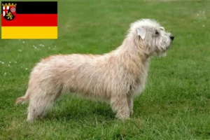 Read more about the article Criadores e cachorros de Irish Glen of Imaal Terrier na Renânia-Palatinado