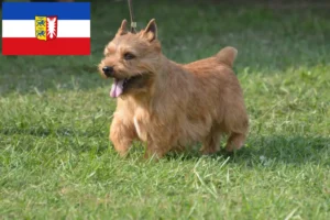 Read more about the article Irish Glen of Imaal Terrier criadores e cachorros em Schleswig-Holstein