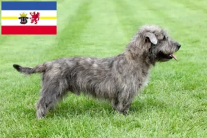Read more about the article Irish Glen of Imaal Terrier criadores e cachorros em Mecklenburg-Vorpommern