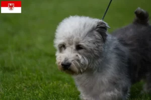 Read more about the article Irish Glen of Imaal Terrier criadores e cachorros em Brandenburg