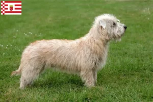 Read more about the article Irish Glen of Imaal Terrier criadores e cachorros em Bremen