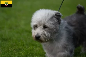 Read more about the article Irish Glen of Imaal Terrier criadores e cachorros em Saxónia-Anhalt
