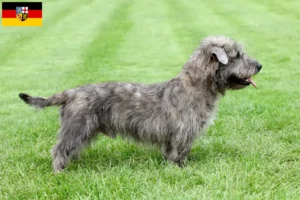 Read more about the article Irish Glen of Imaal Terrier criadores e cachorros em Sarre