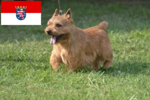 Read more about the article Irish Glen of Imaal Terrier criadores e cachorros em Hessen