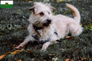 Read more about the article Irish Glen of Imaal Terrier criadores e cachorros na Saxónia