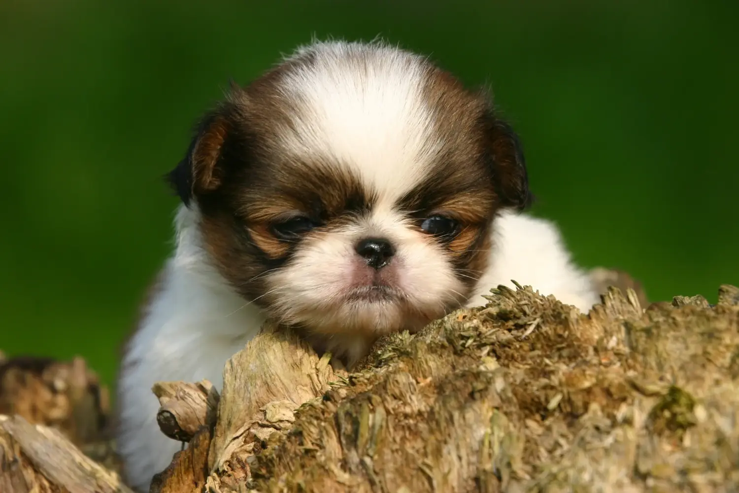 Comprar um cachorro Chinês do Japão significa assumir a responsabilidade! Comprar cachorros Chin do Japão.