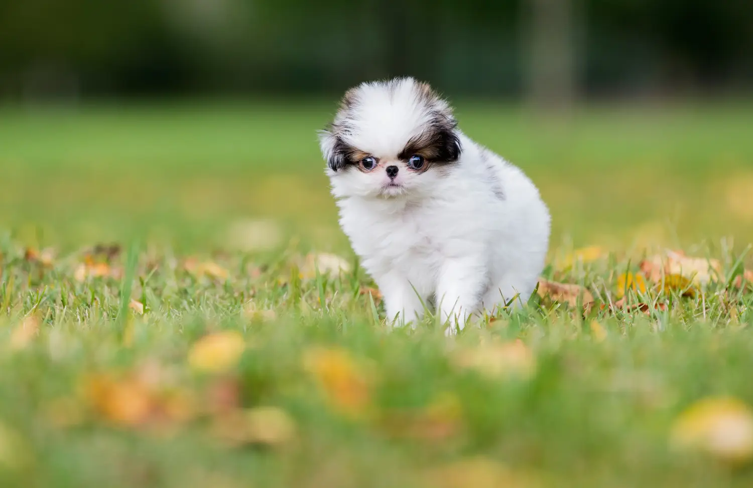 Comprar um cachorro Chinês do Japão significa assumir a responsabilidade! Comprar cachorros Chin do Japão.