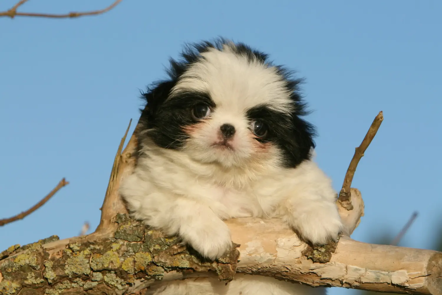 Comprar um cachorro Chinês do Japão significa assumir a responsabilidade! Comprar cachorros Chin do Japão.
